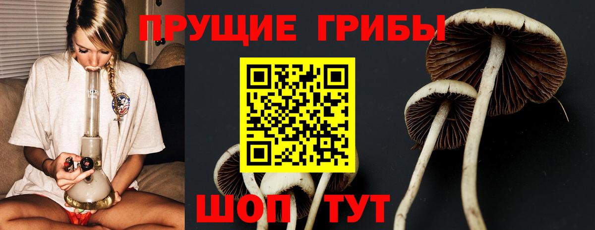 Псилоцибиновые грибы Psilocybe Ялта